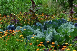 Vegetable-garden